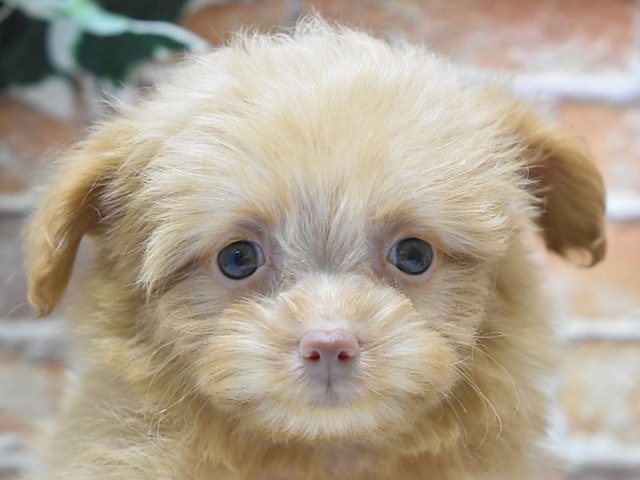 静岡県のハーフ犬・ミックス犬 (ペッツワン沼津店/2024年8月25日生まれ/女の子/アプリコット)の子犬